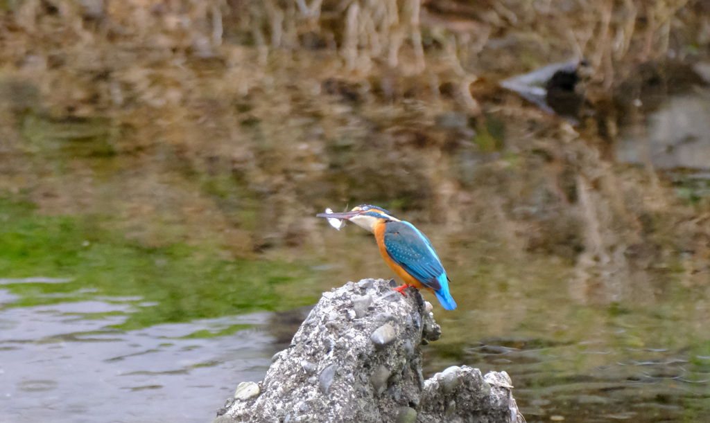 カワセミのお魚とり (6)