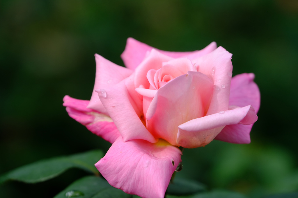 ウェンディーカッソンズ(英)