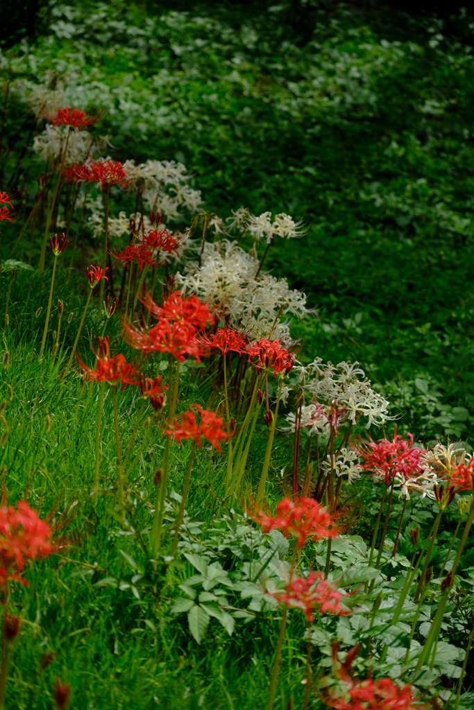 白は見ごろ過ぎ