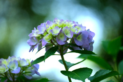紫陽花 (２)