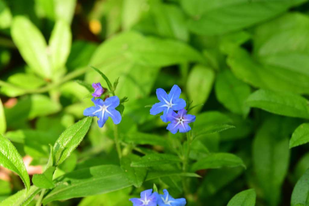 ホタルカズラの花