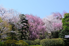 桜苑