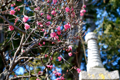石塔と紅梅