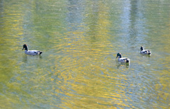 ヨシガモは3羽でした