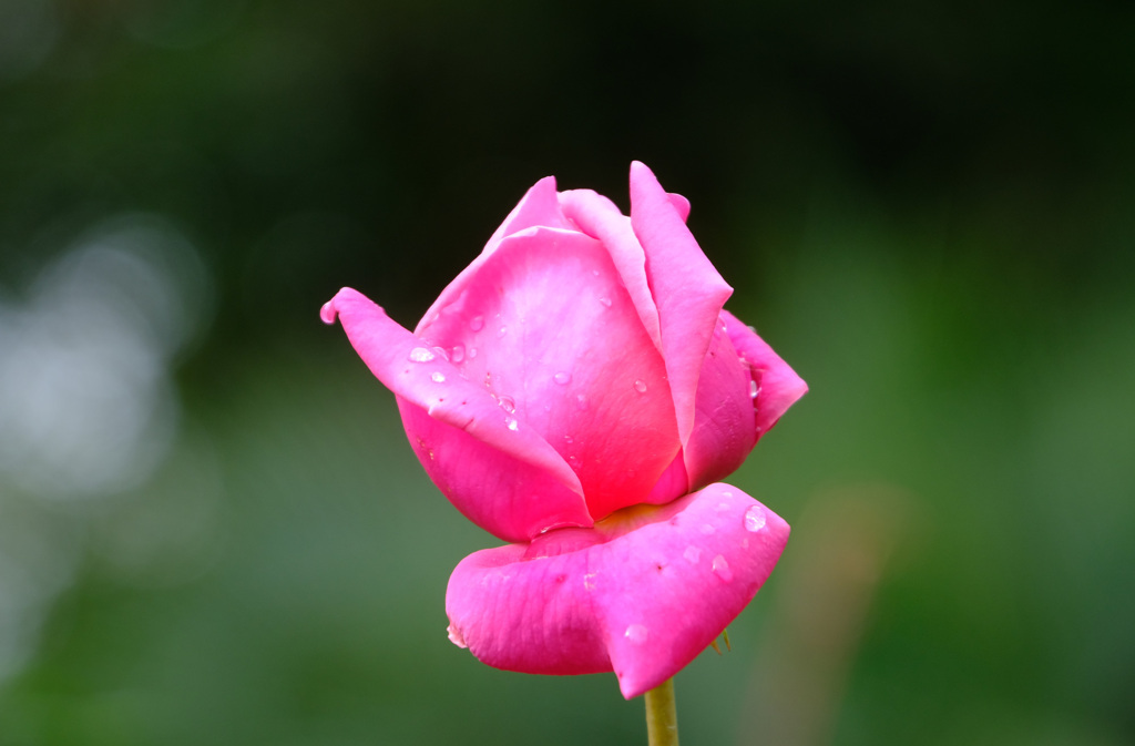 トロイカ（英）