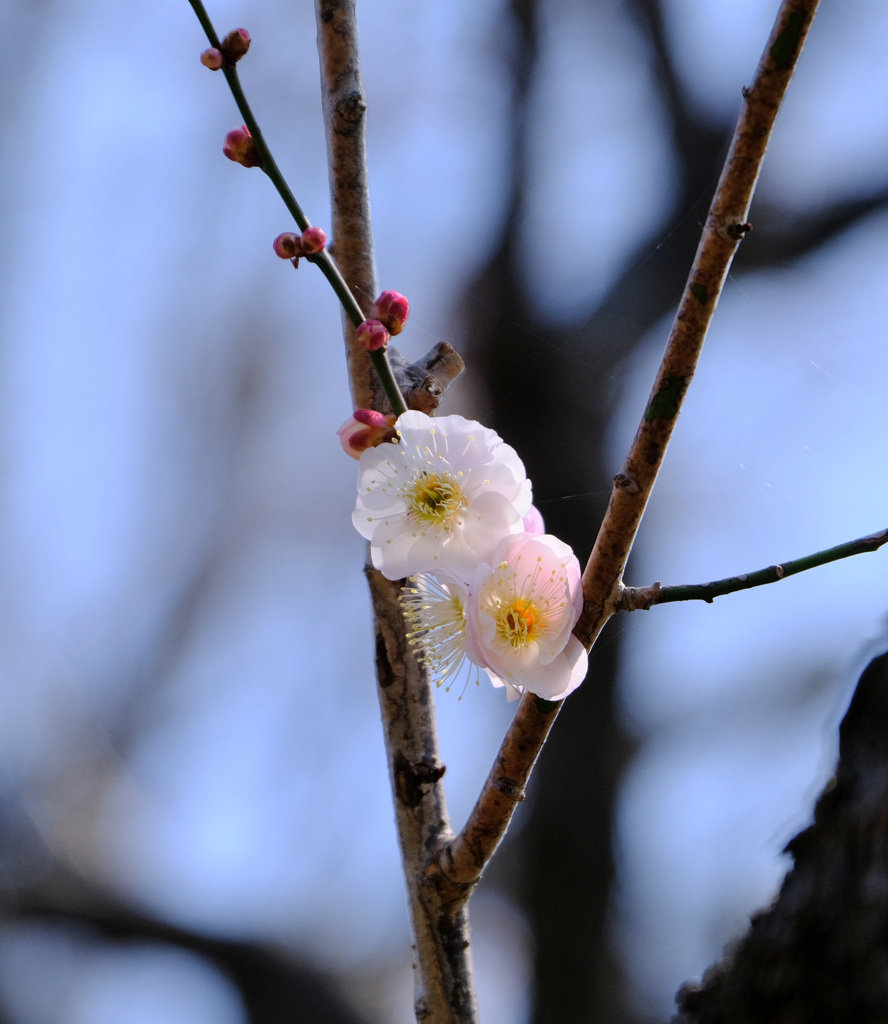 かんざしみたいな
