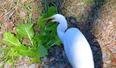 うまくのめるかな