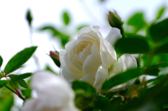 アイスバーグ（独）