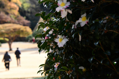 山茶花