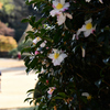 山茶花