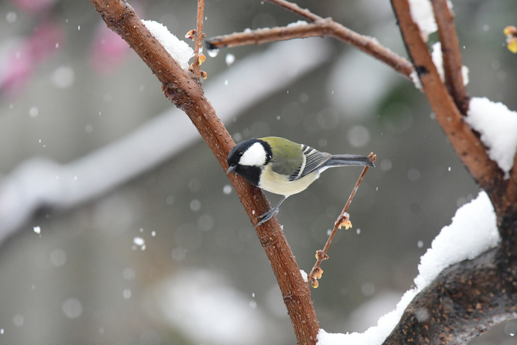 雪降ったね