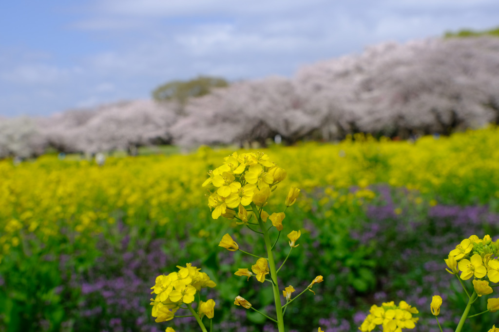 手前の菜の花主体に