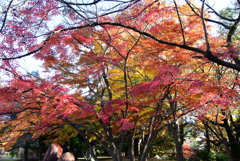 11月末の赤と黄色