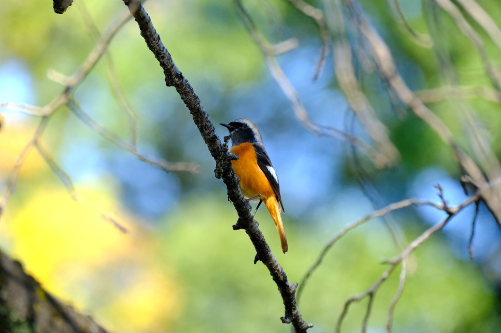 やっとジョビオくん