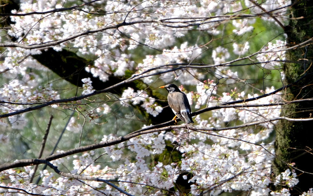 お花見ムクドリ