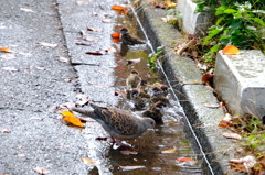 ハトは水浴びせず