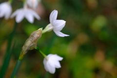 いくつか開花