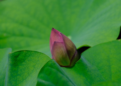 開花一日前