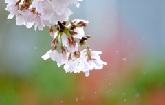 雨の中のソメイヨシノ
