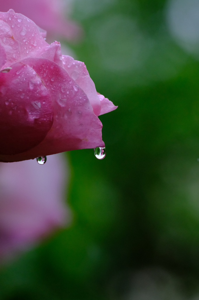 薔薇に雫