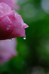 薔薇に雫