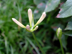 20日白花A