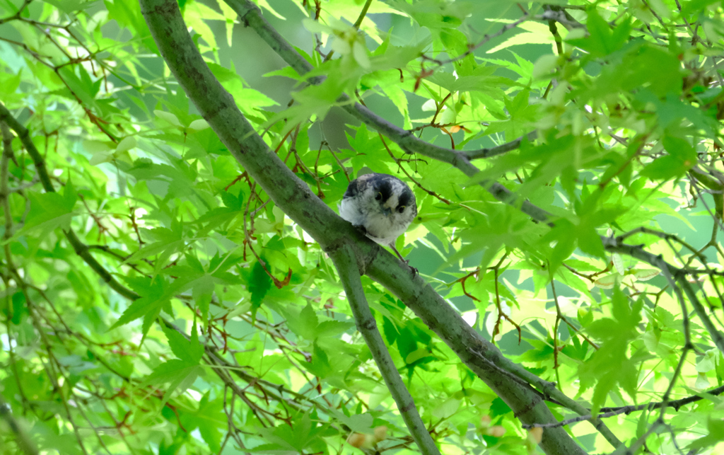 虫探しに忙しい親鳥