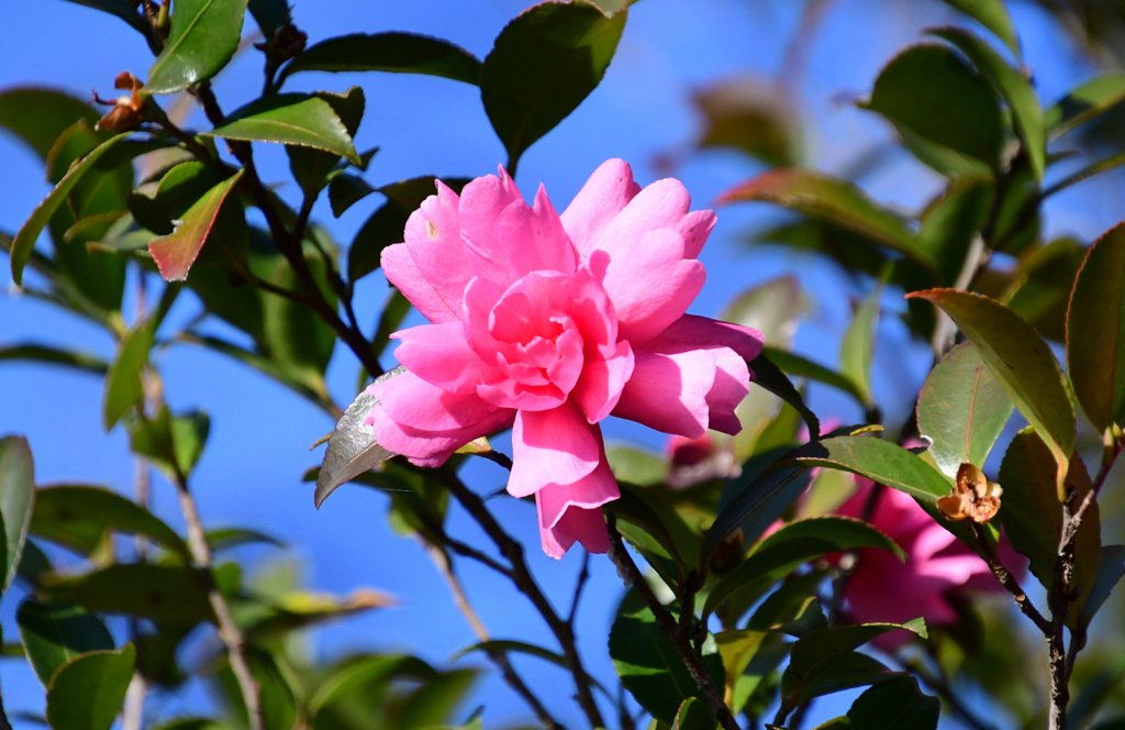 ピンクの山茶花２