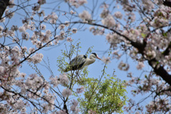 桜アオサギ