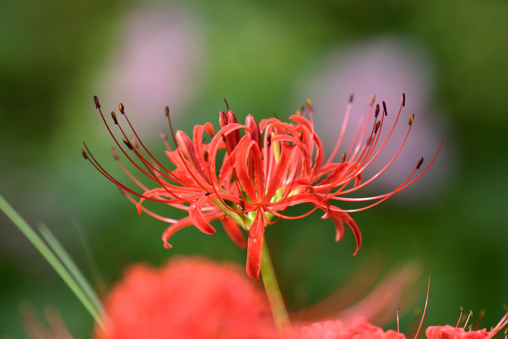 バックは芙蓉