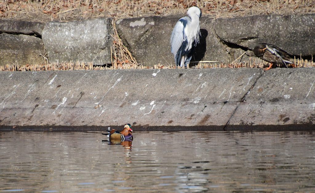 アオサギ氏は大きい