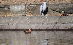 アオサギ氏は大きい