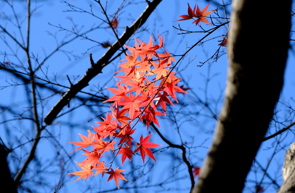 名残の紅葉