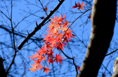 名残の紅葉