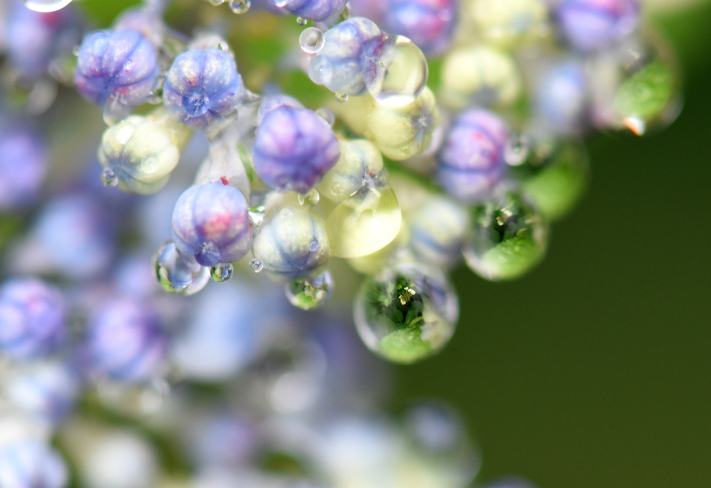 紫陽花水滴４