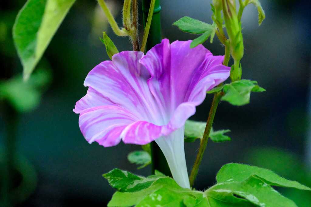 8月26日に初開花