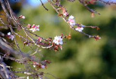 二季咲桜