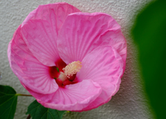 タイタンビカスピンク