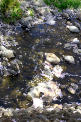 流れる (2)