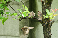 親は降りる