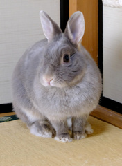 少しおすまし