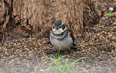 考える?鳥 考える?鳥