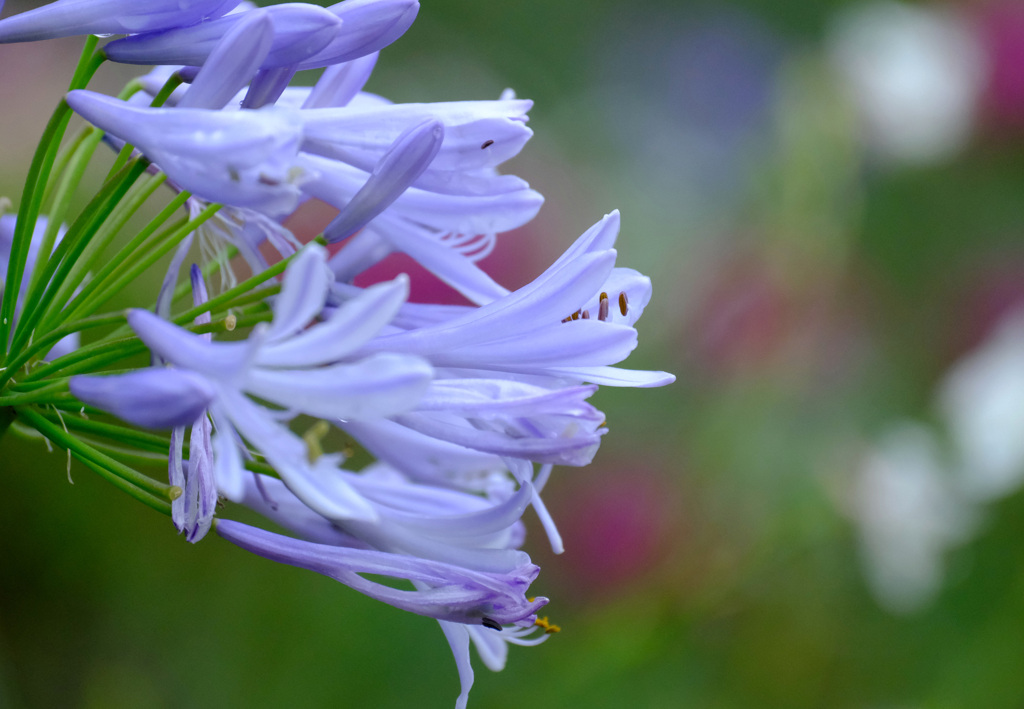 好きな花「アガパンサス 」