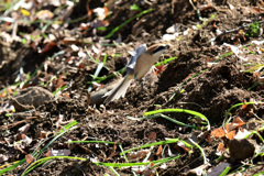 オスも餌をゲット