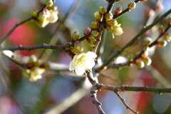 １月偕楽園の梅
