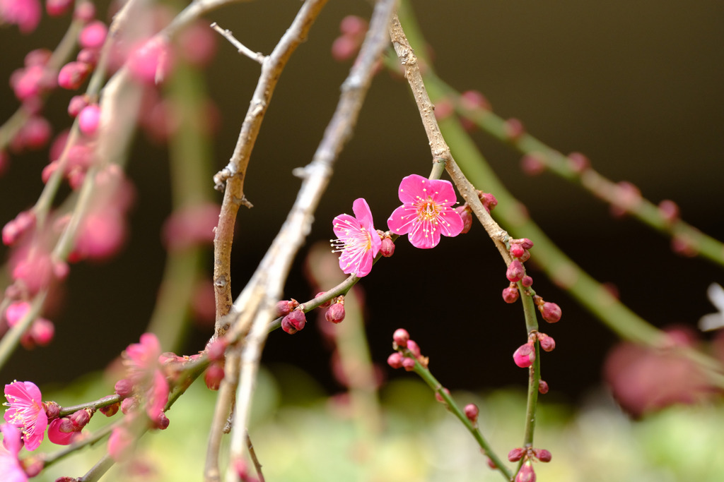かわいいパチパチ