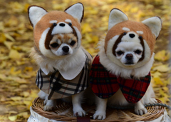 レッサーパンダ犬？