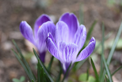庭の紫二輪