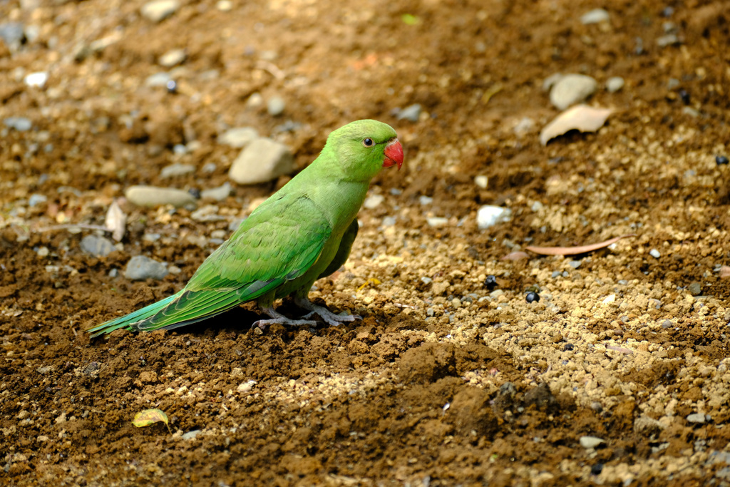 地面に幼鳥１