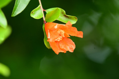 一重の花